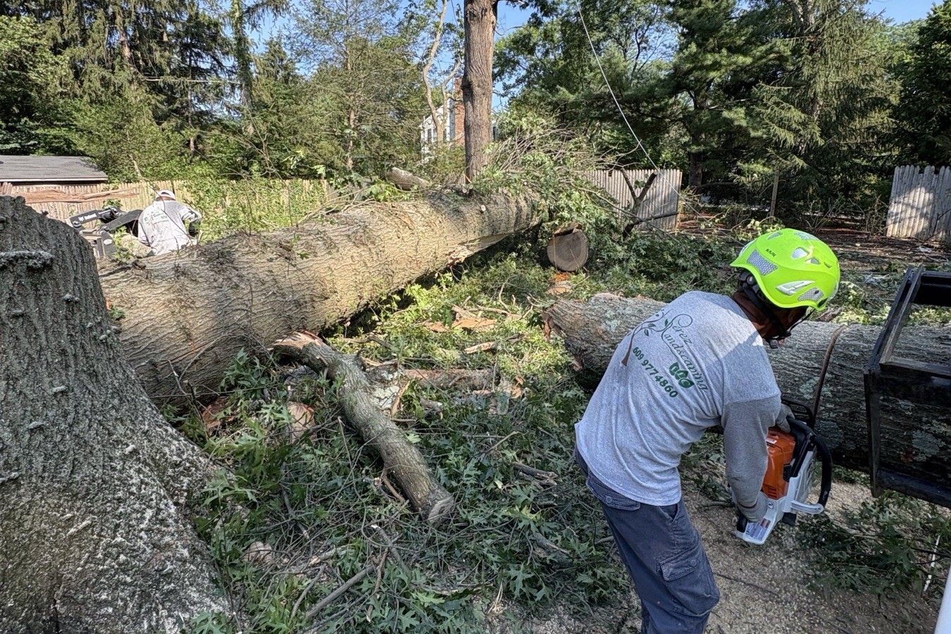 Tree and seasonal cleanup